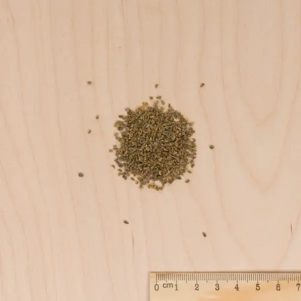 Aromatiques - Persil Tubéreux Halblange - BIO - MEDIA_3D